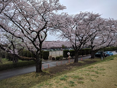 2017年桜イメージ